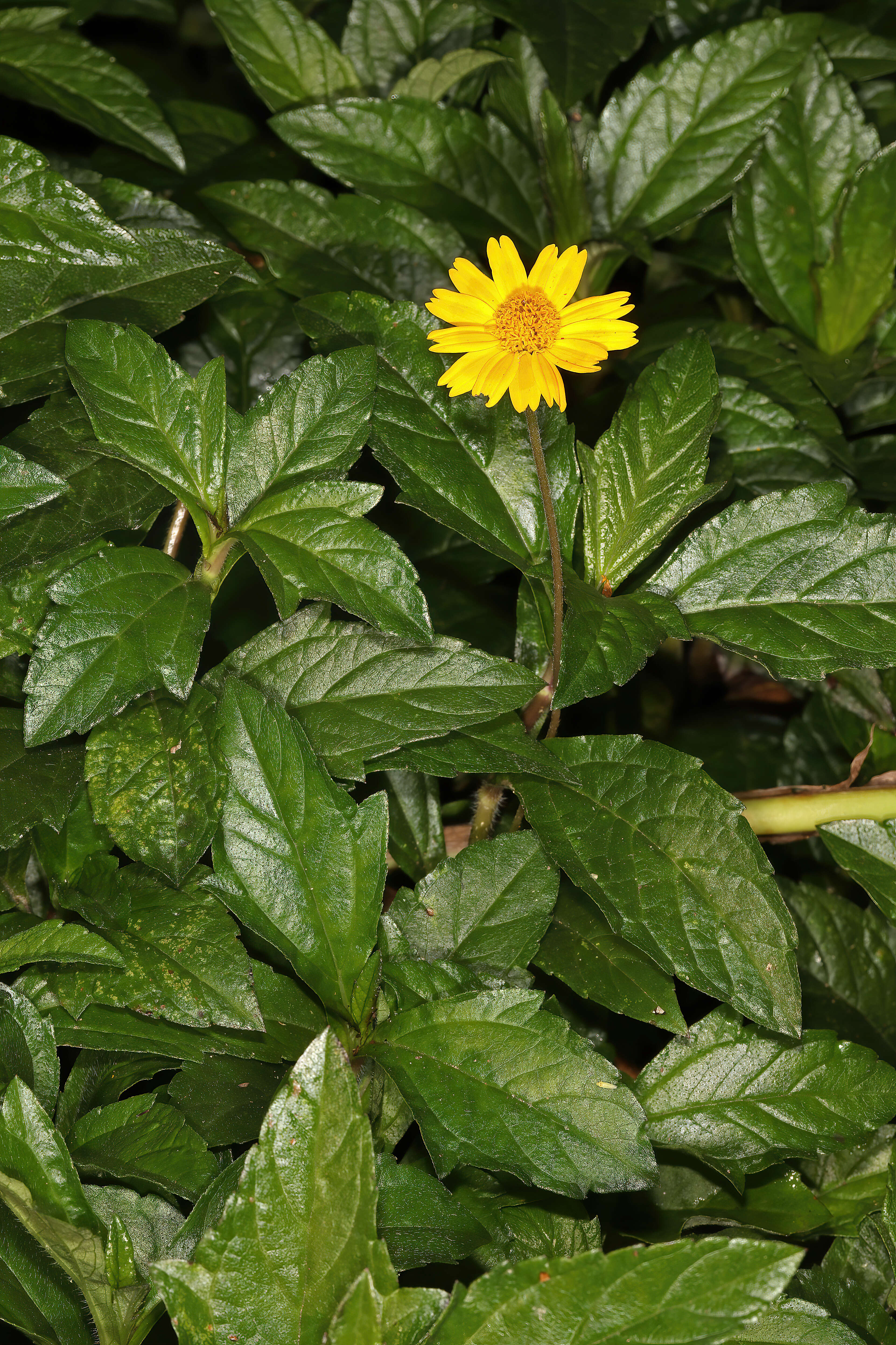 Image of Bay Biscayne creeping-oxeye