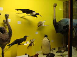 Image of Ascension Frigatebird