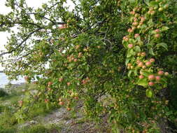 Imagem de Malus sylvestris Mill.