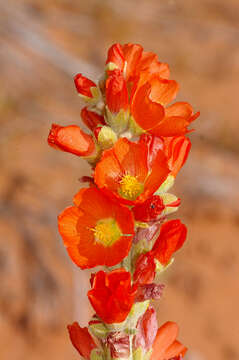 Image of desert globemallow