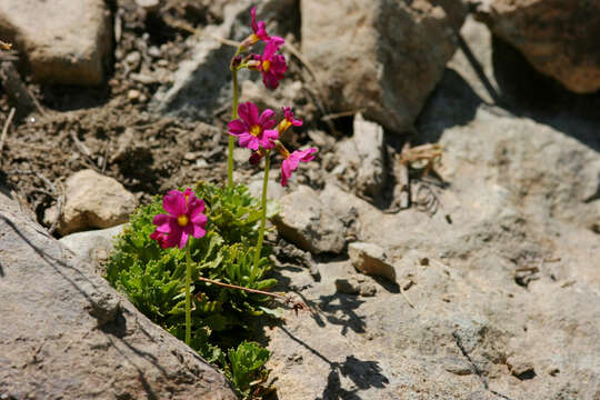 Plancia ëd Primula suffrutescens A. Gray