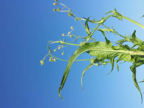 Image of bristly hawksbeard