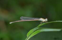 Image of Ceriagrion olivaceum Laidlaw 1914