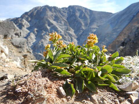 Image of Rocky Mountain goldenrod