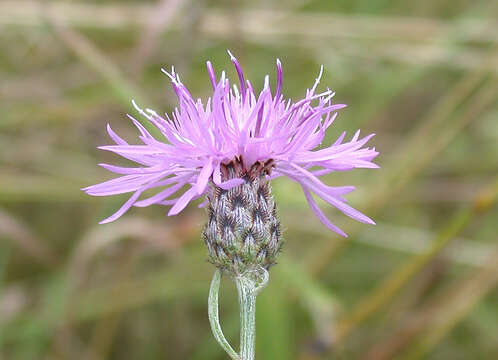 Image of spotted knapweed