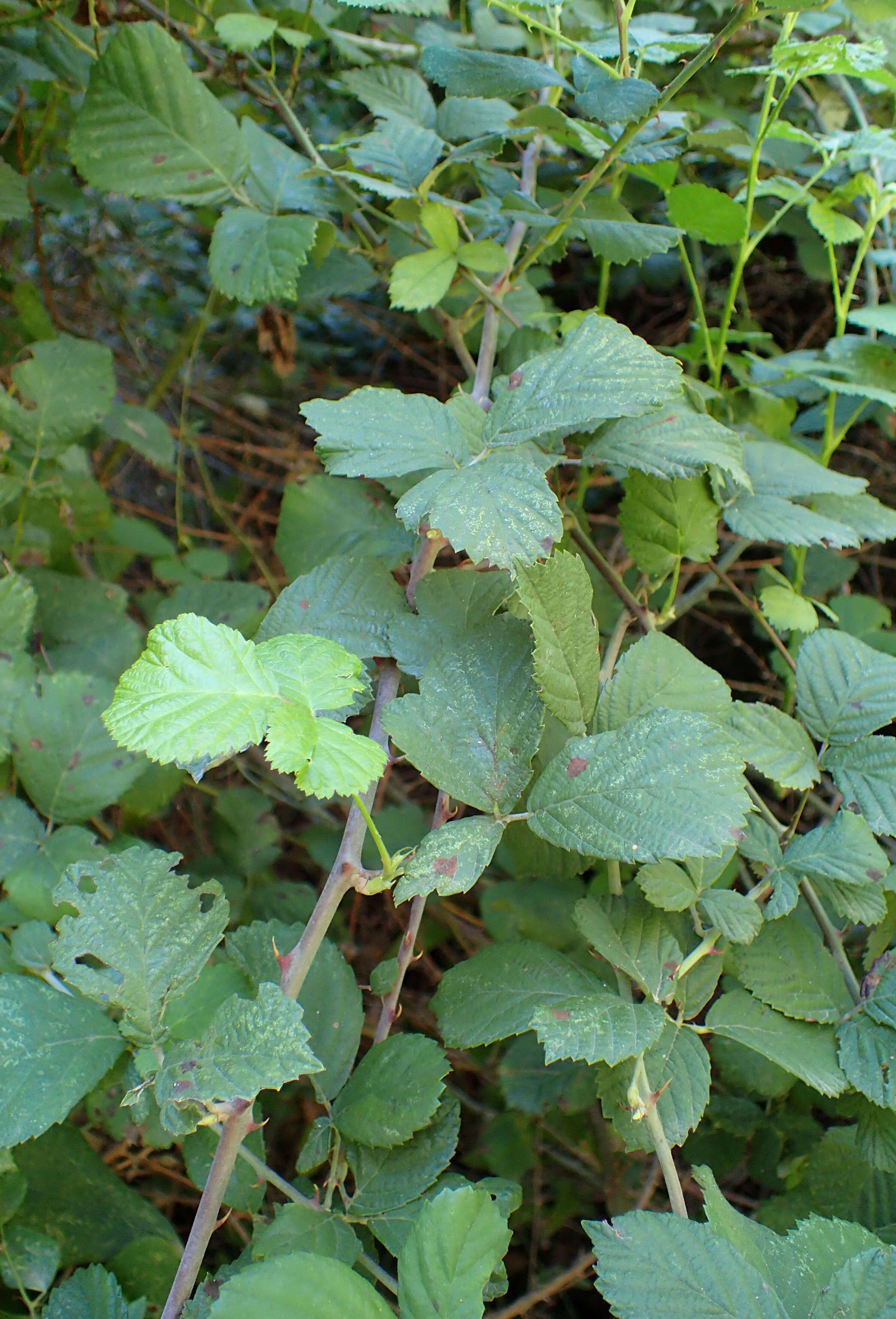 Image of holy bramble