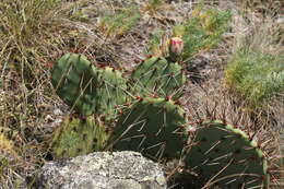 Image of Eastern Prickly Pear