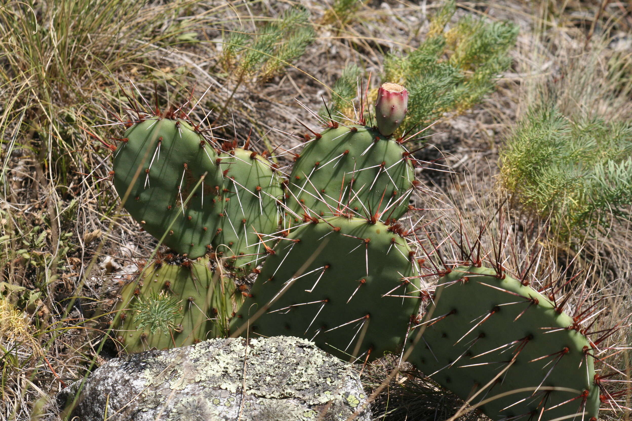 Image of Eastern Prickly Pear