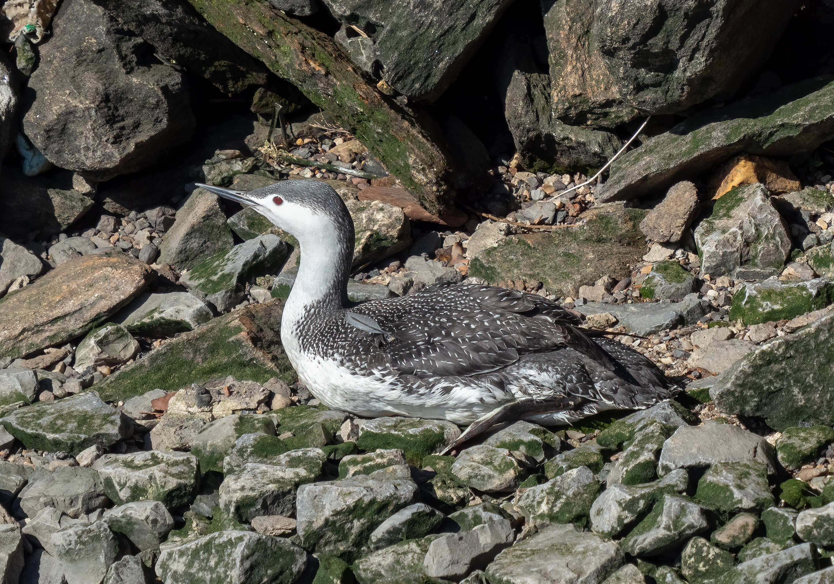 Image of Red-throated Diver