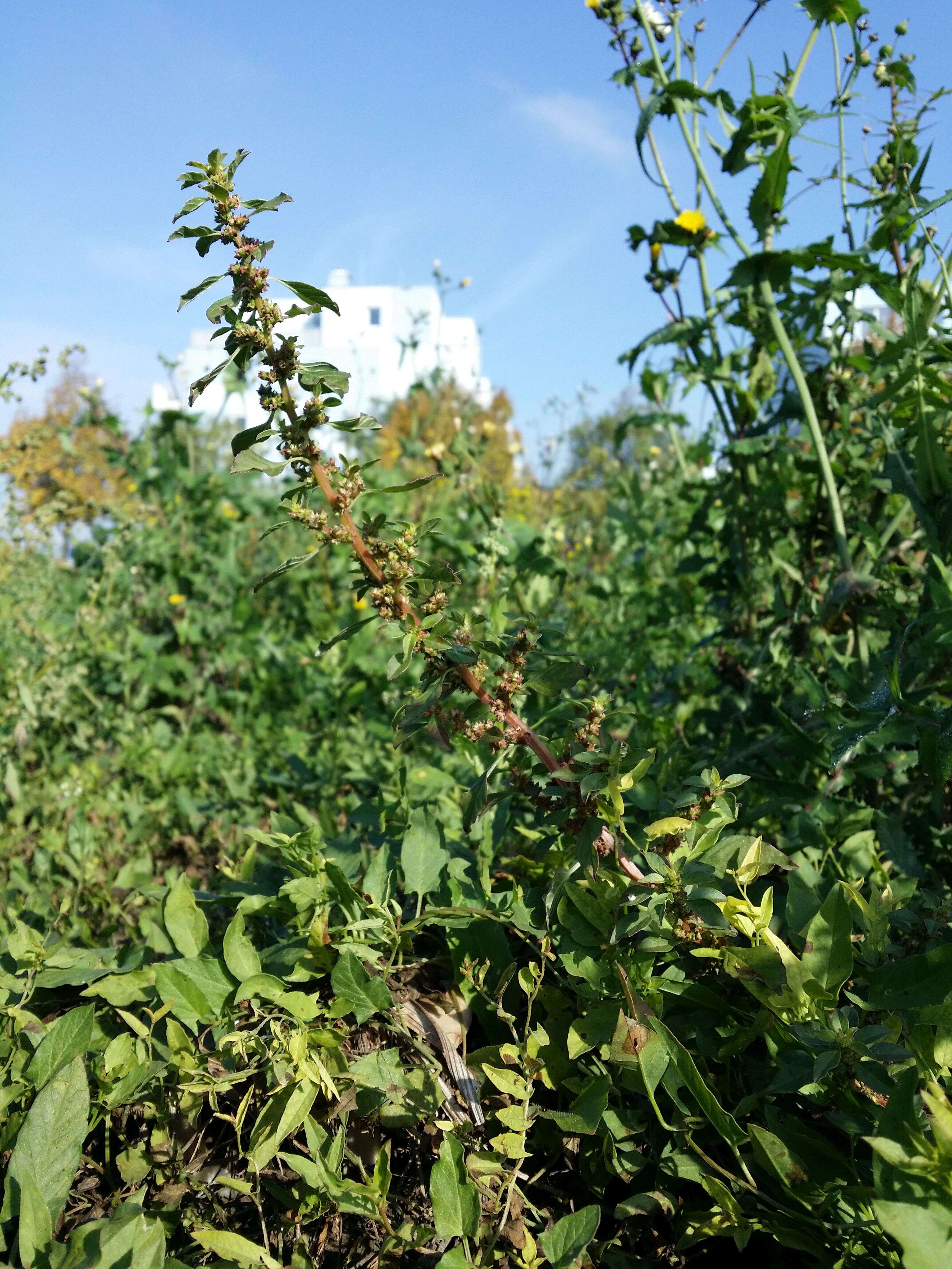 Image of Mediterranean Amaranth