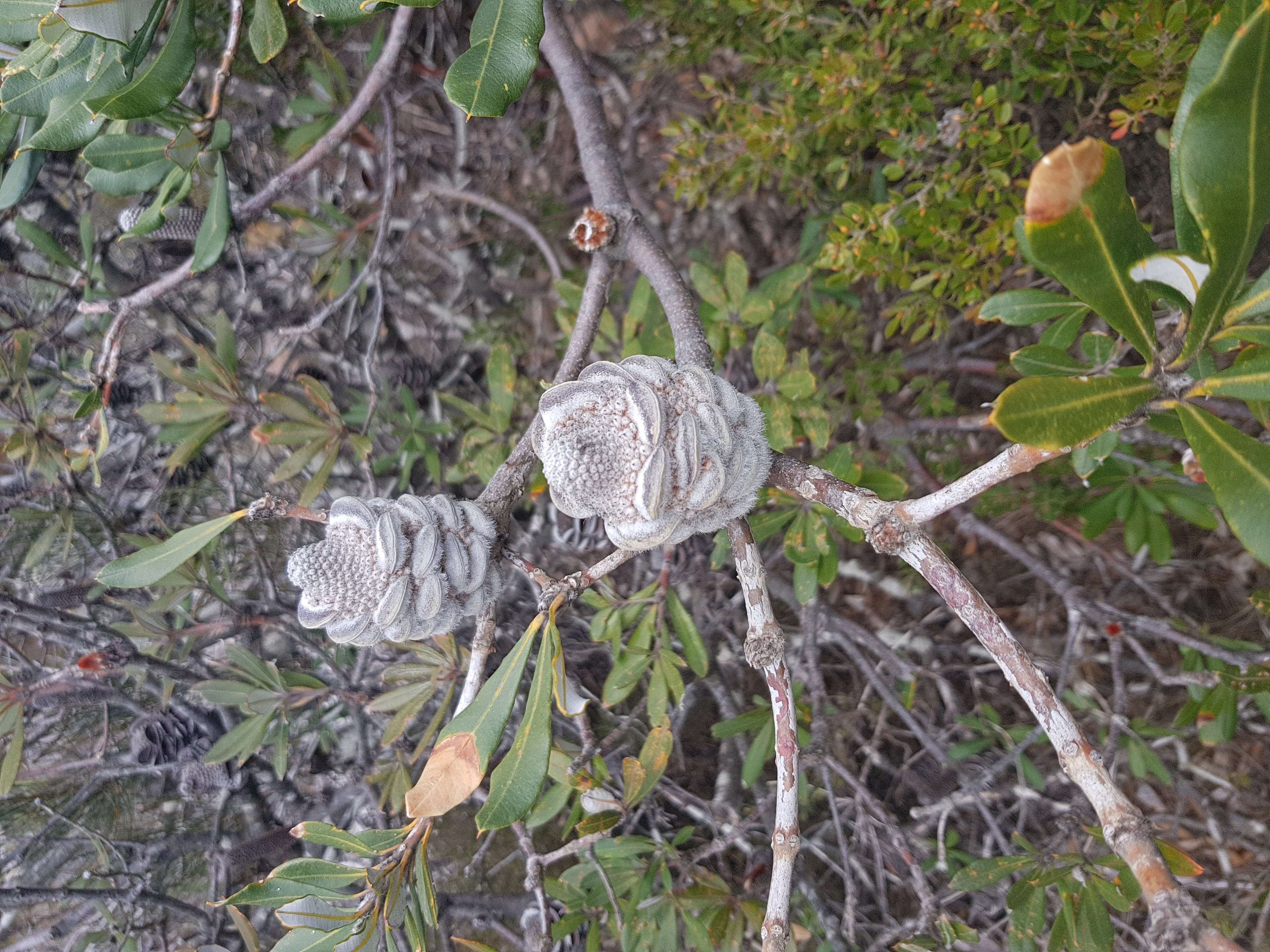 Image of Banksia saxicola A. S. George