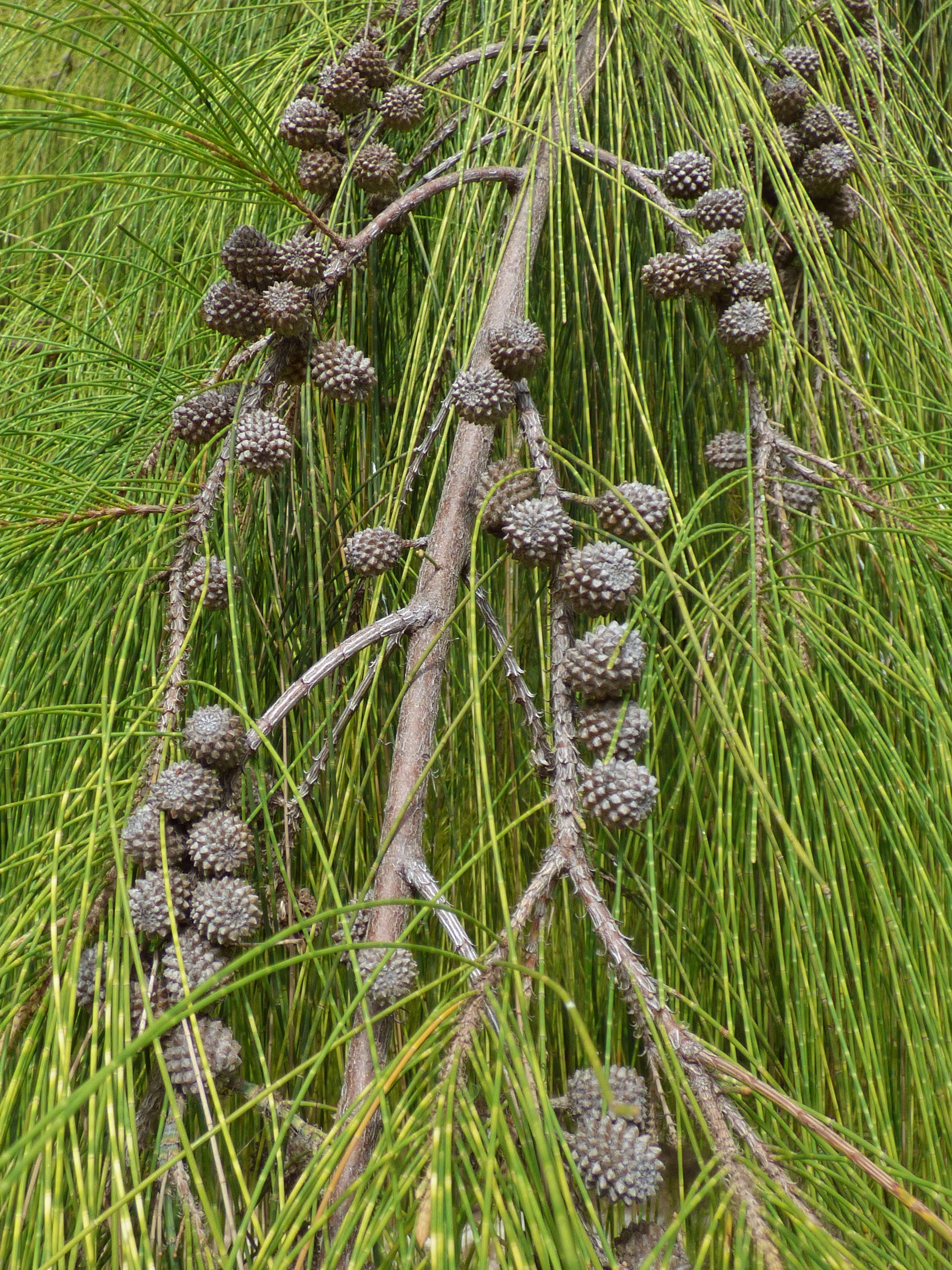 Image of gray sheoak