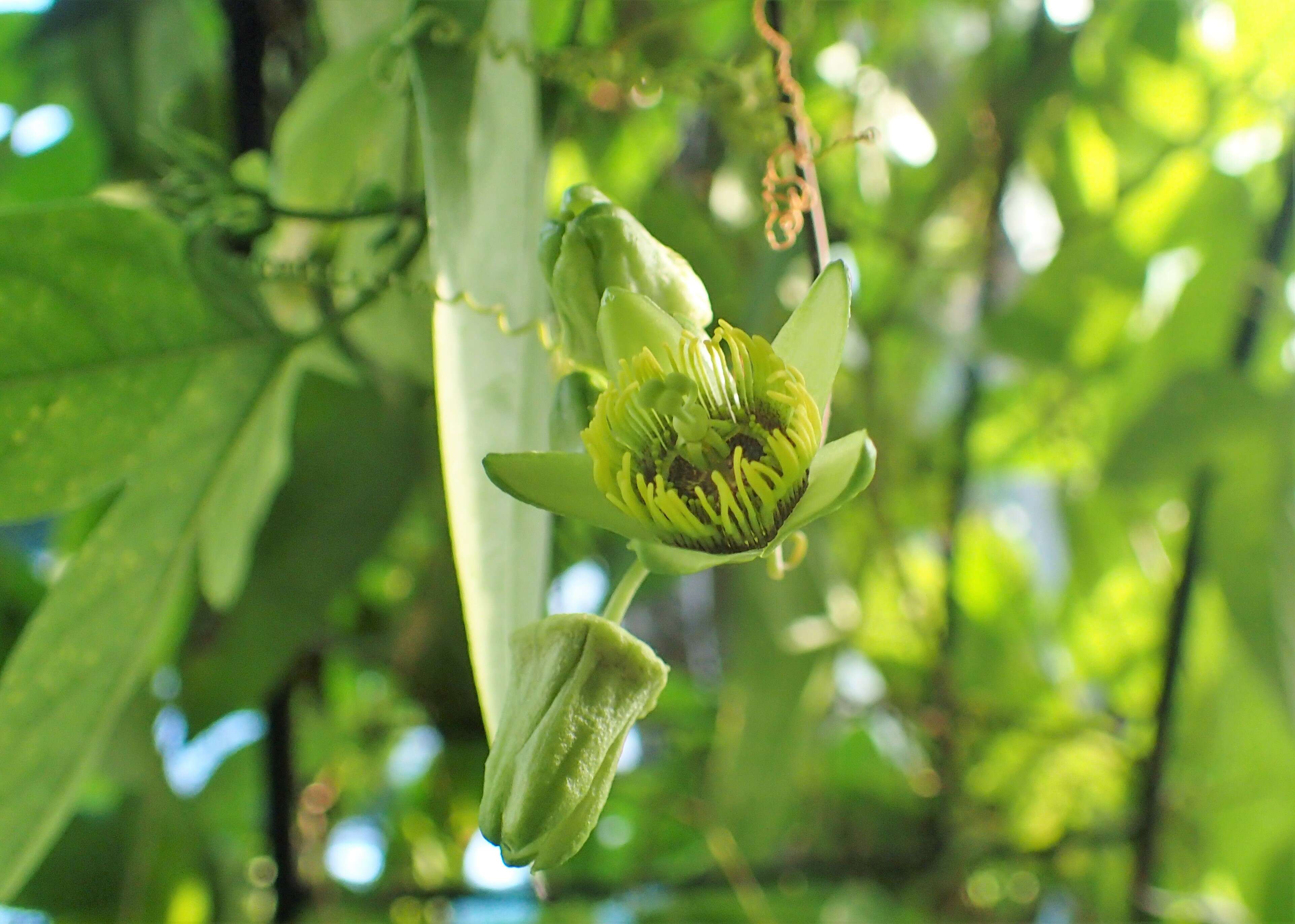 Image of Passiflora coriacea Juss.