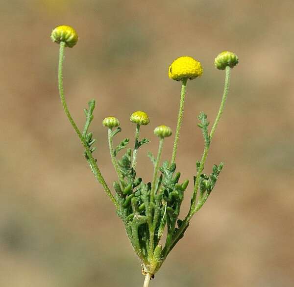 小甘菊屬的圖片