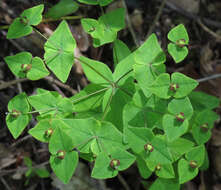 Image of sweet spurge