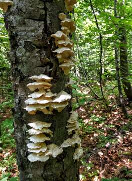 Image of Bracket Fungus