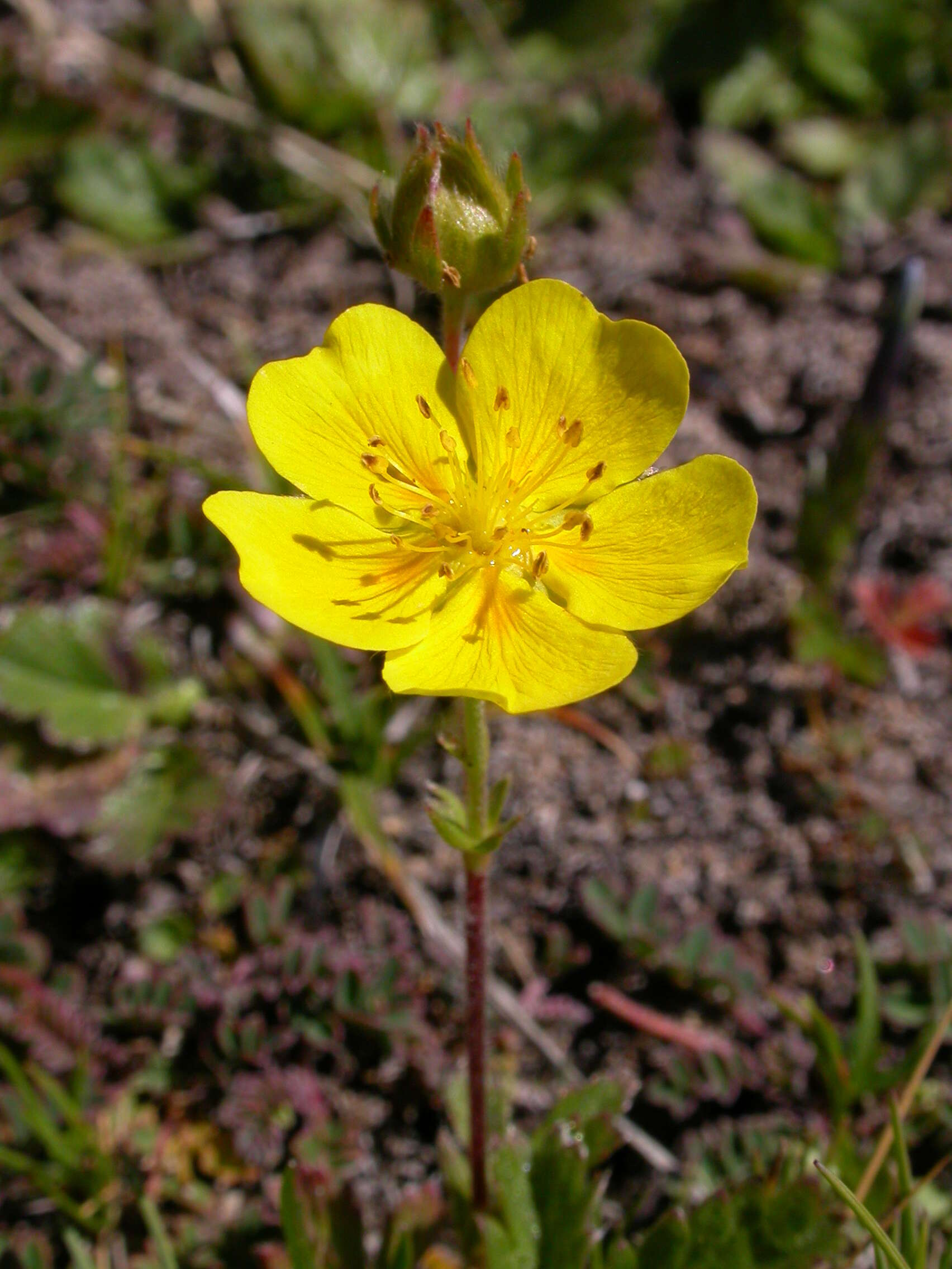 Image de Potentille à grandes fleurs