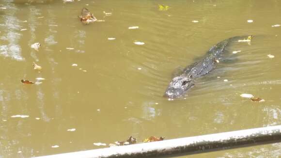 Image of alligators