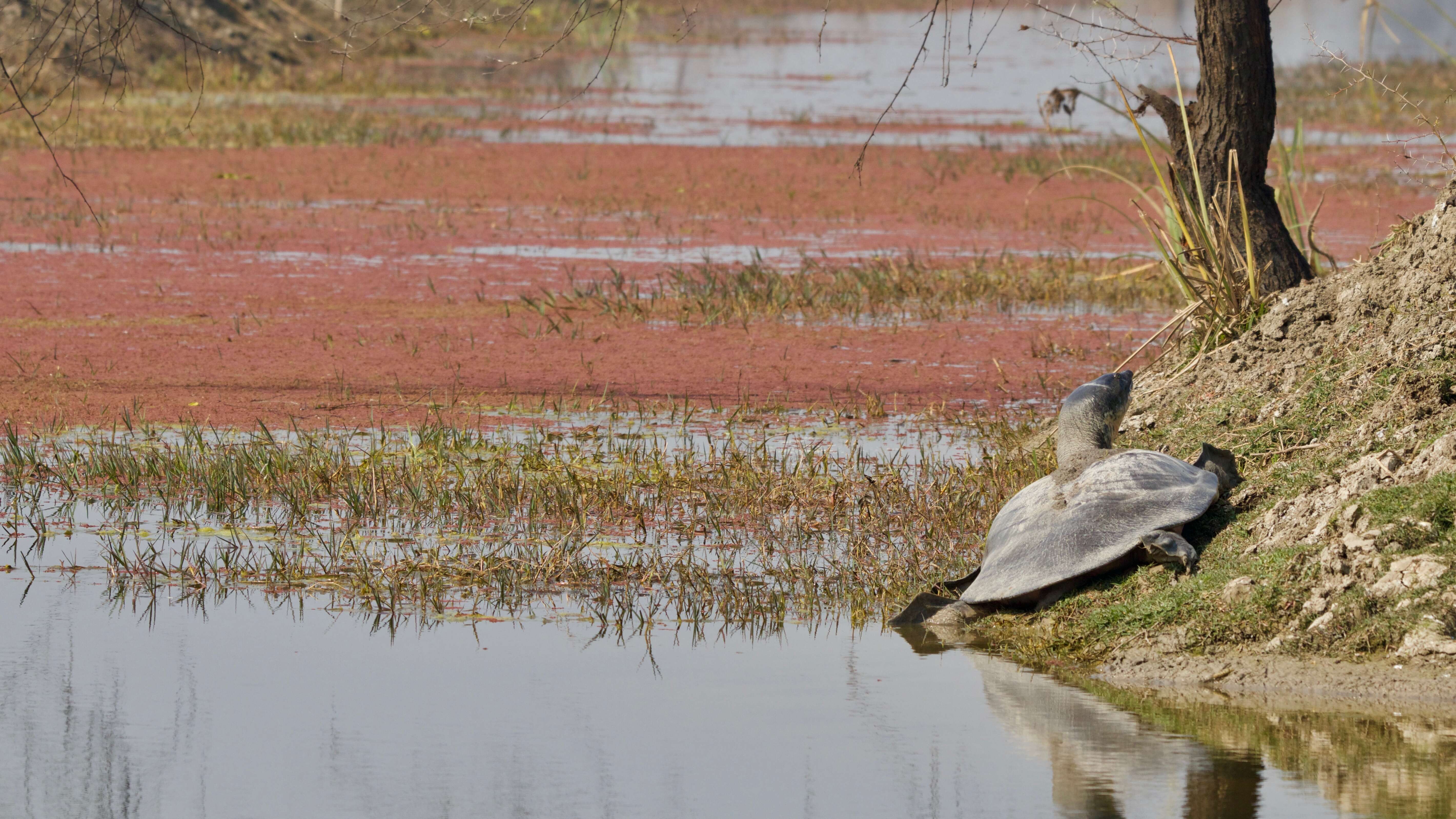 Image of Ganges soft-shelled turtle