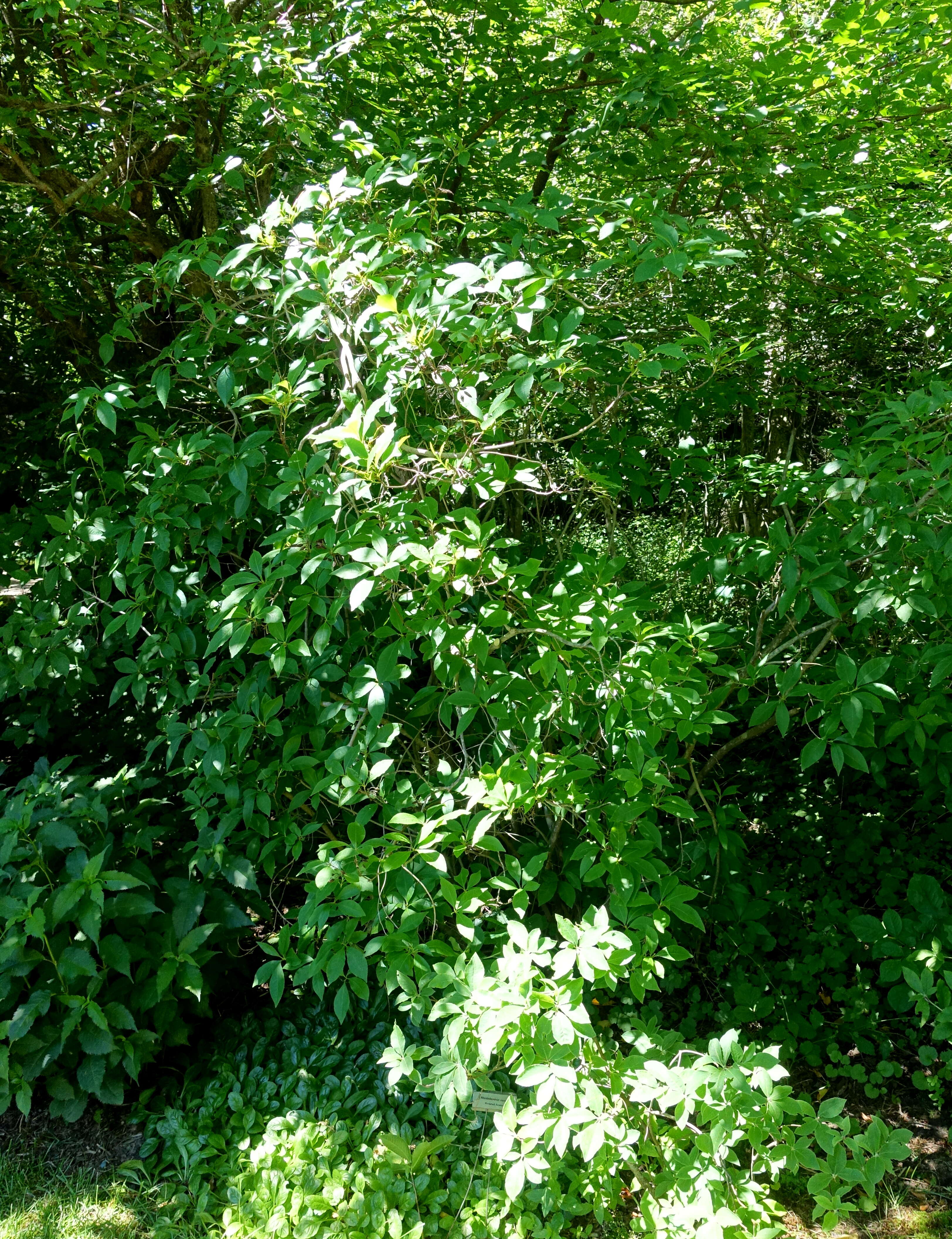 صورة Rhododendron vaseyi A. Gray