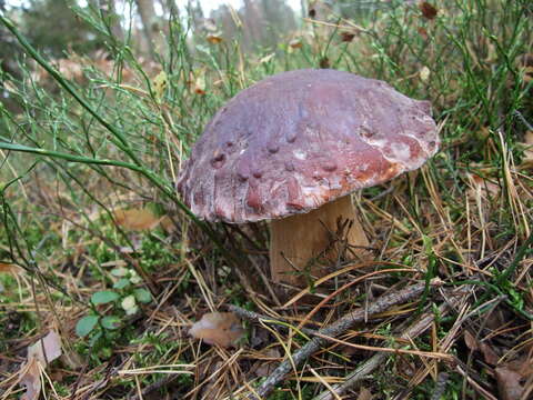 Image of Boletus pinophilus Pilát & Dermek 1973