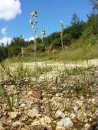 Image of field cudweed