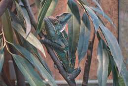 Image of Cone-head Chameleon