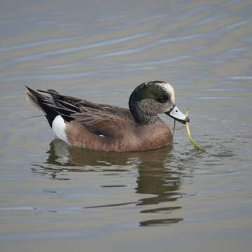 Image of American Wigeon