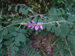 Imagem de Indigofera cassioides DC.