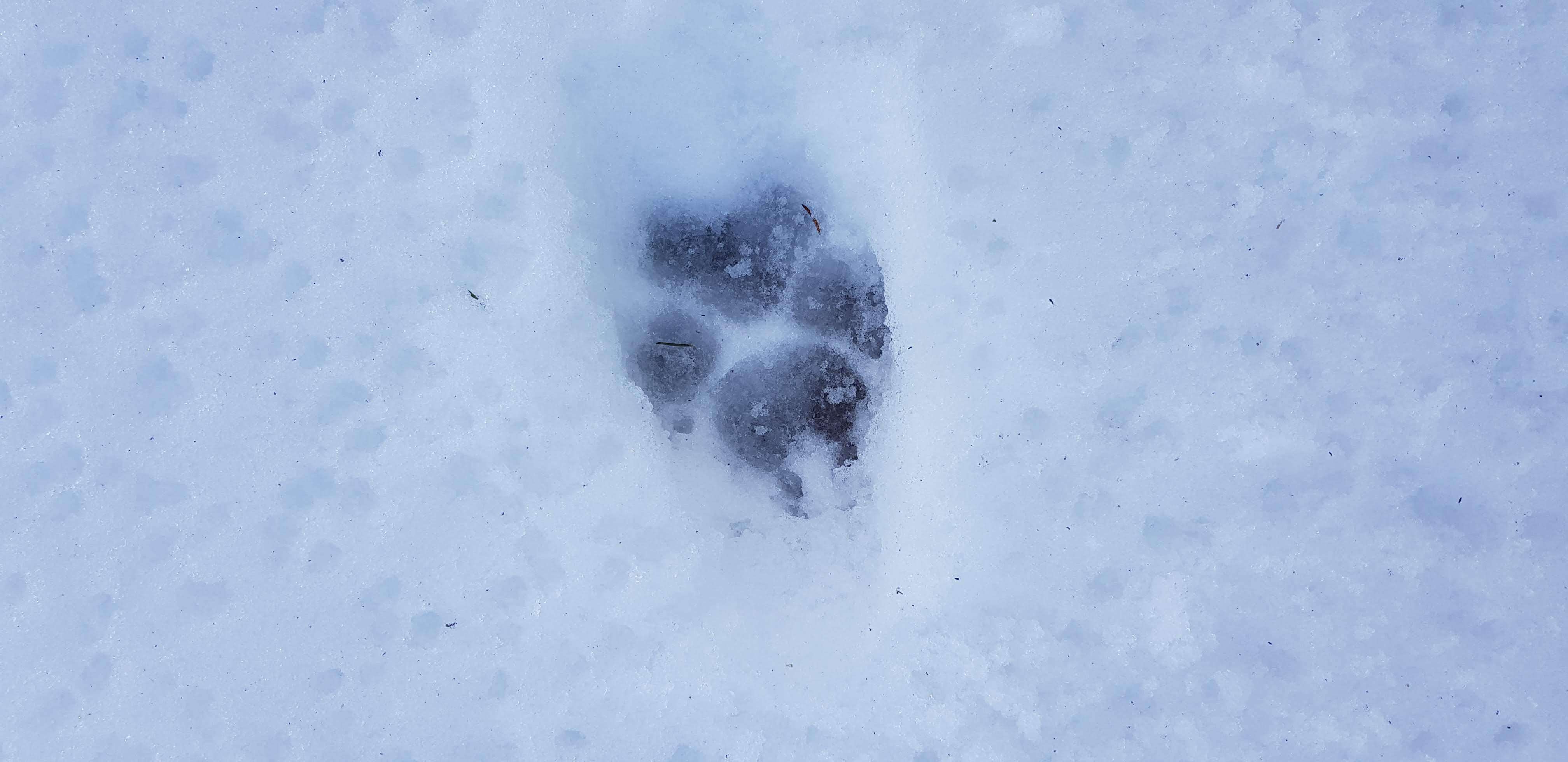 Image of gray wolf