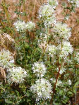 Image of Mastic Thyme