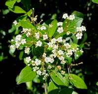 Image de Viburnum obovatum Walt.