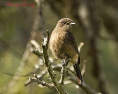 Image of Pied Bush Chat