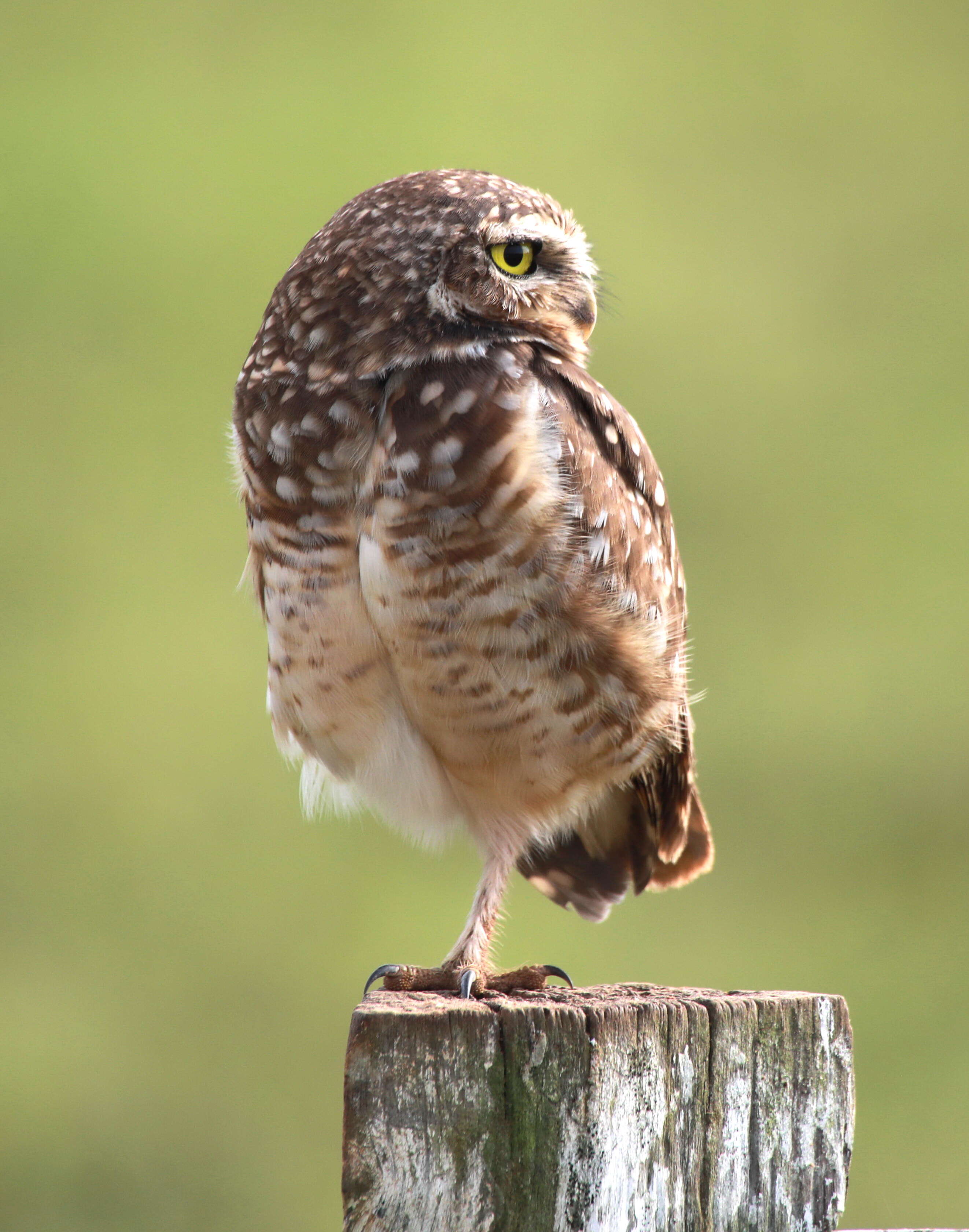 Image of Burrowing Owl