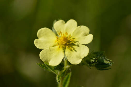 Image of sulphur cinquefoil