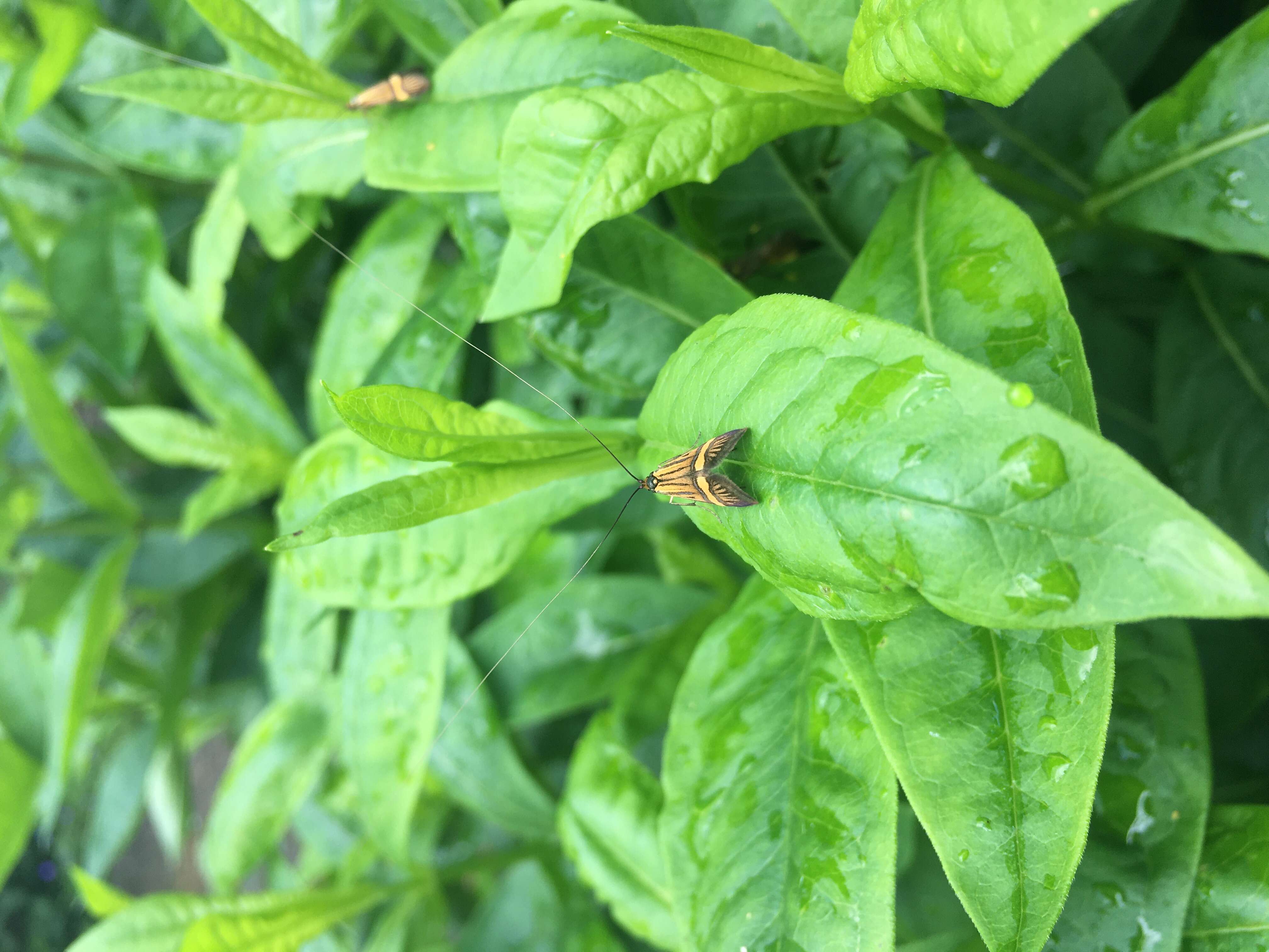 Imagem de Nemophora degeerella Linnaeus 1758