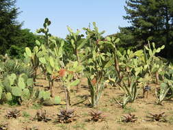 Image of Velvety tree pear