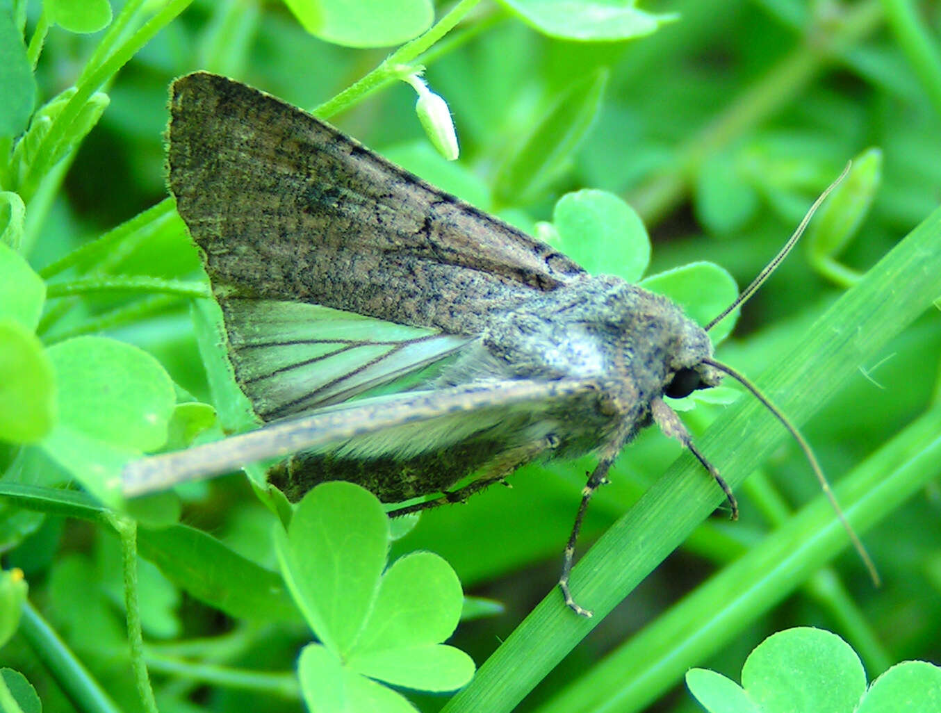 Image of pearly underwing