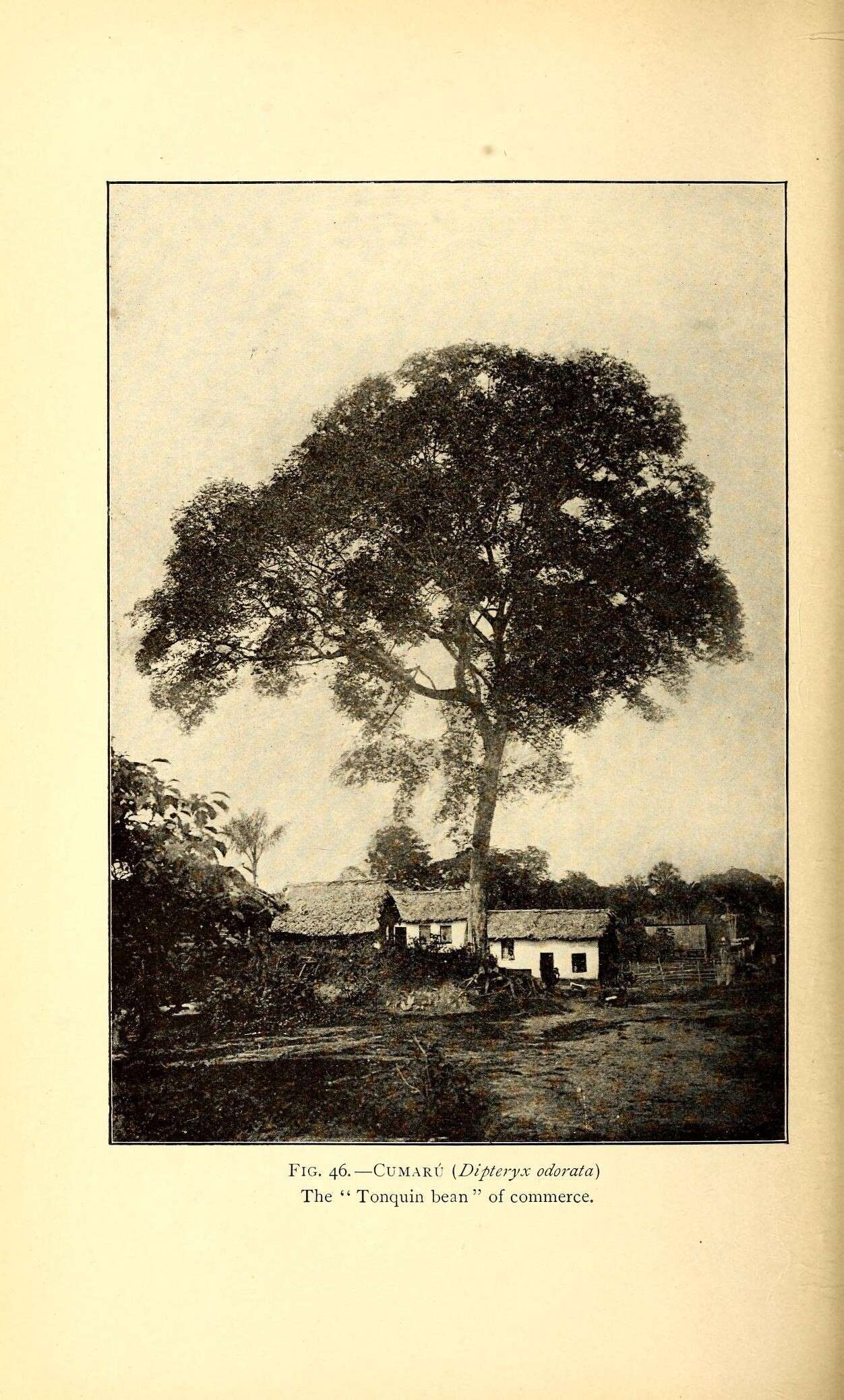 Image of tonka bean