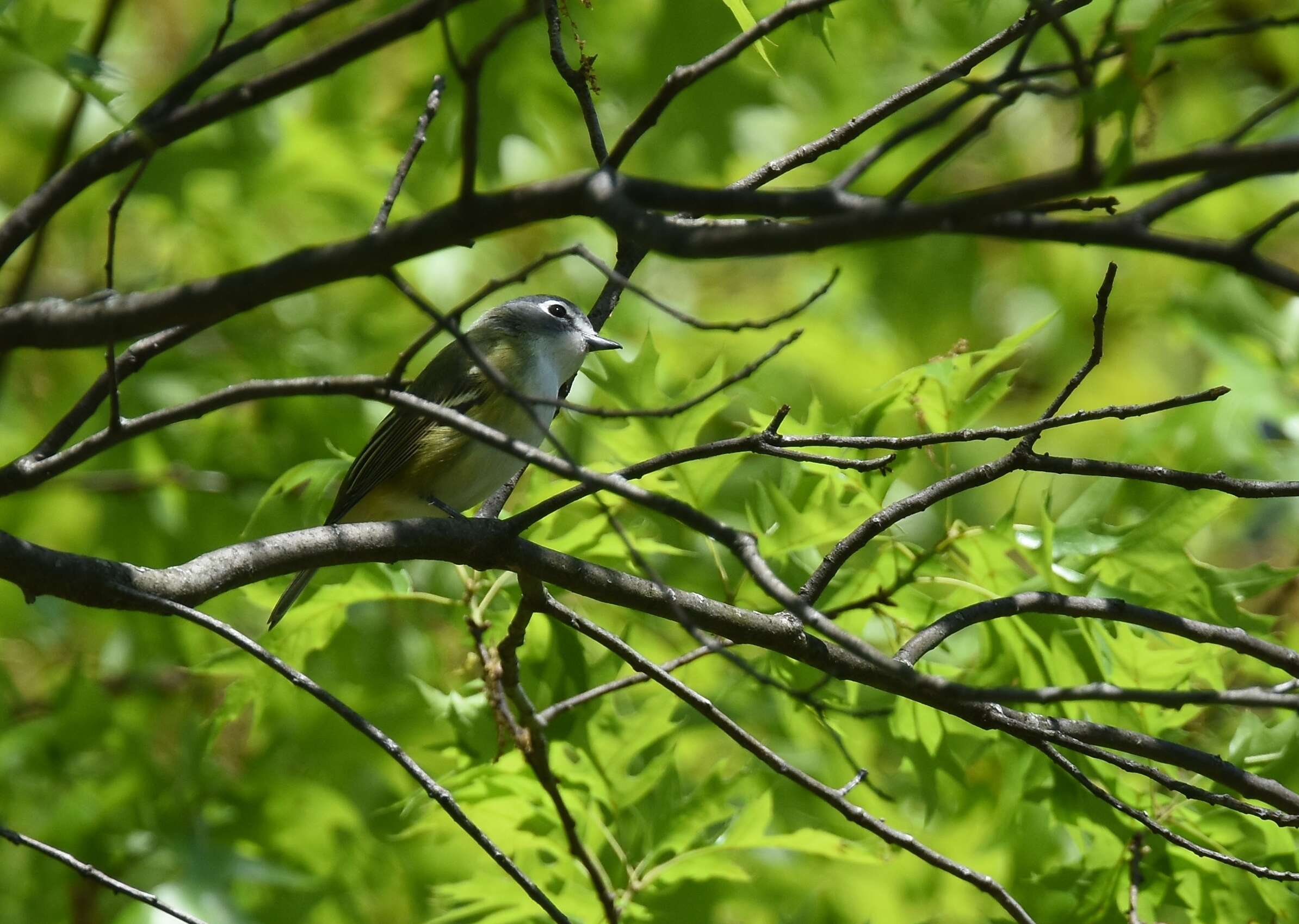 Image of Blue-headed Vireo