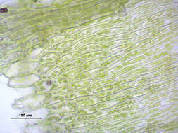 Слика од Brachythecium mildeanum W. P. Schimper ex Milde 1862