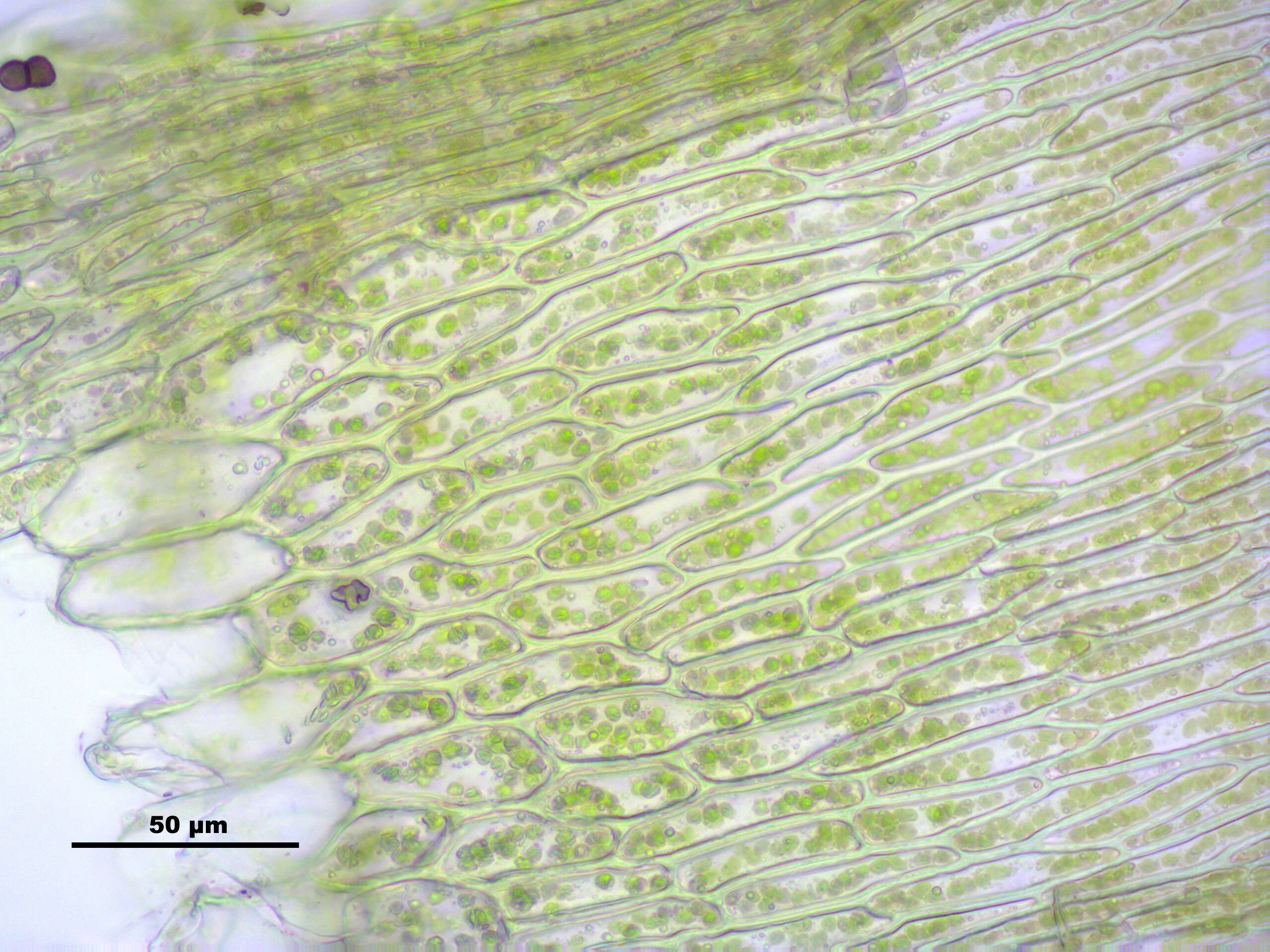 Слика од Brachythecium mildeanum W. P. Schimper ex Milde 1862