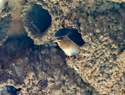 Image of American Cliff Swallow