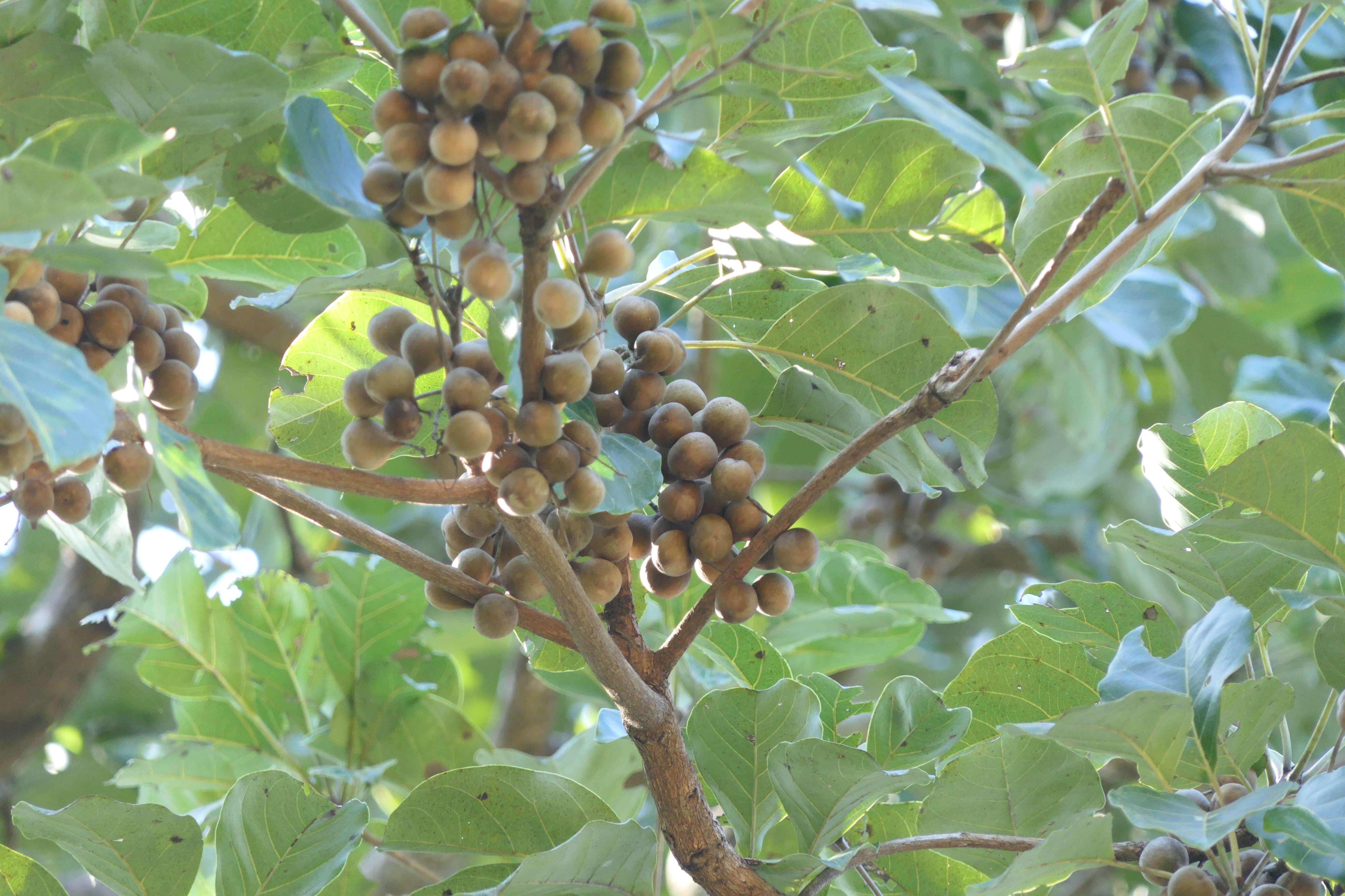 Image de Terminalia bellirica (Gaertn.) Roxb.