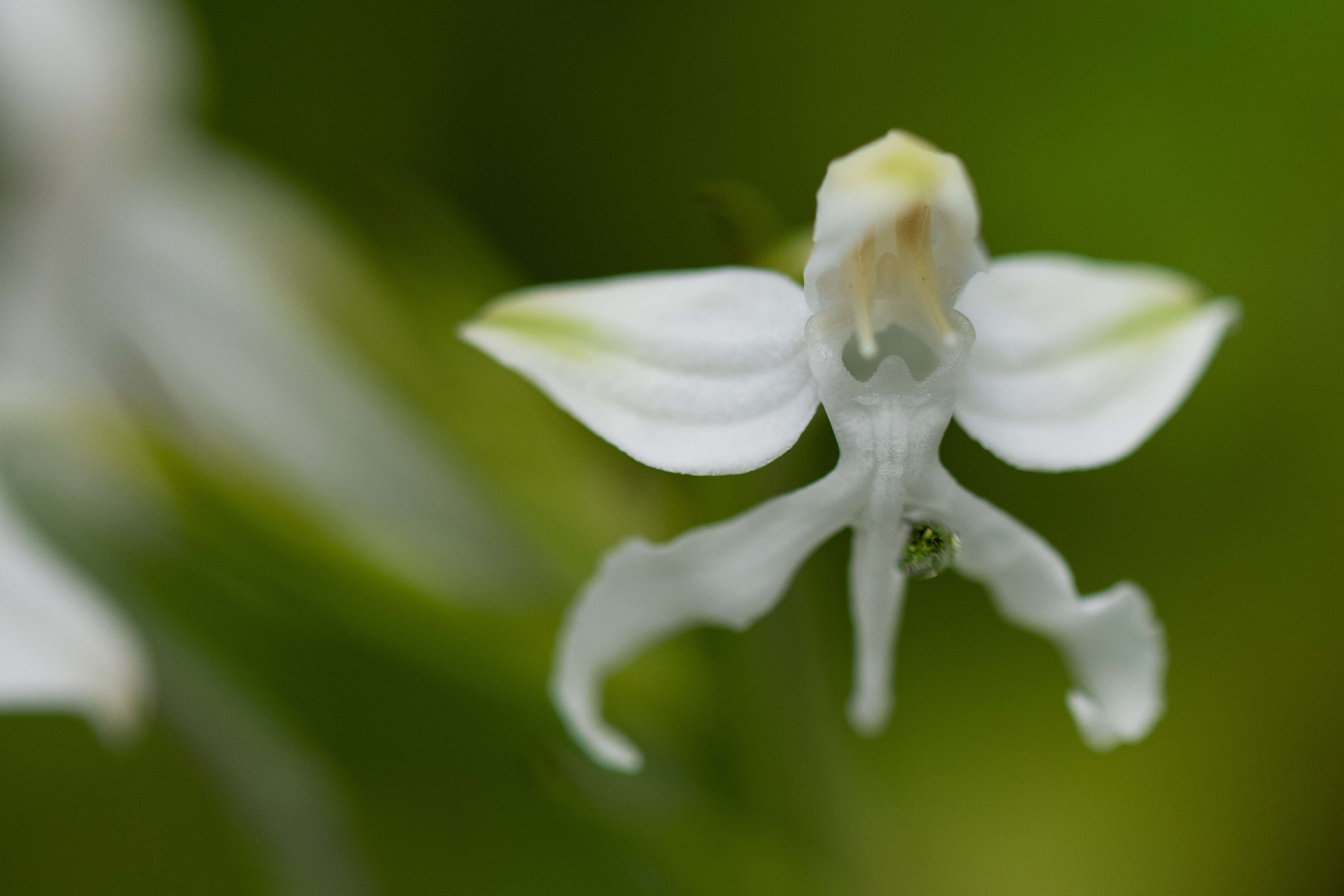 Imagem de Habenaria roxburghii Nicolson