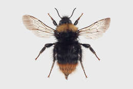 Plancia ëd Bombus pratorum (Linnaeus 1761)