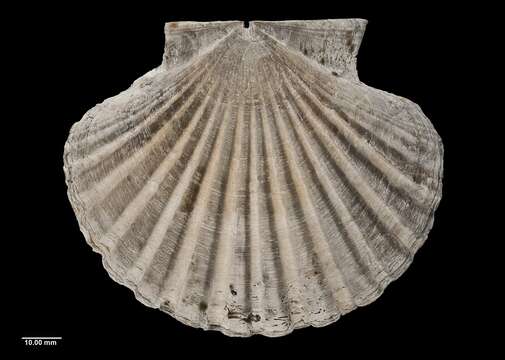 Image de pecten de Nouvelle-Zélande