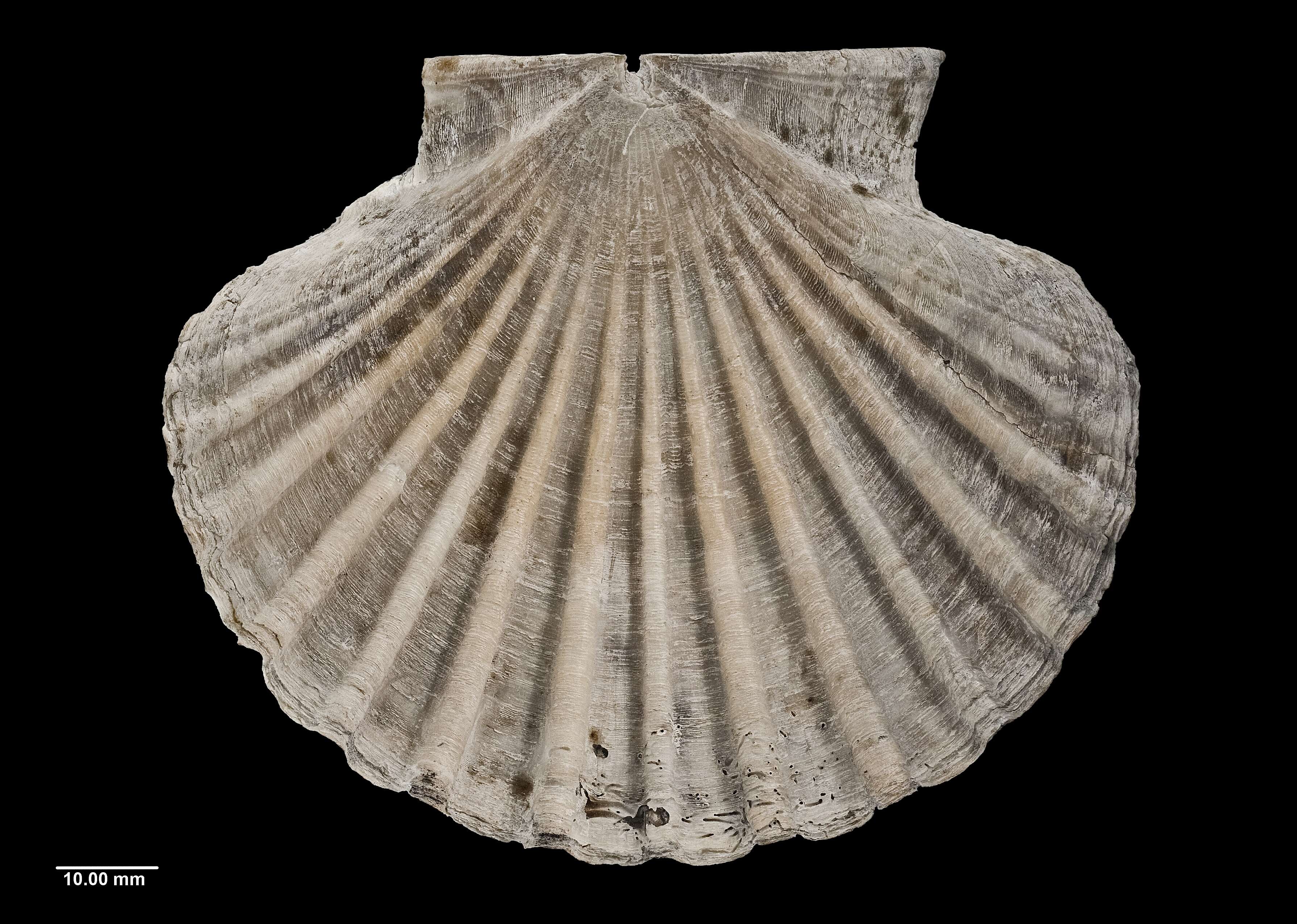 Image of New Zealand scallop