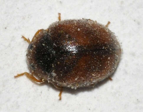 صورة Scymnus abietis