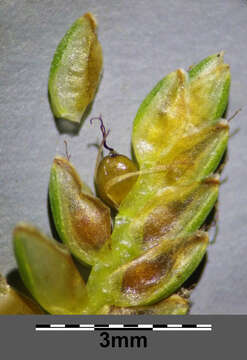 Image of Yellow Flat Sedge